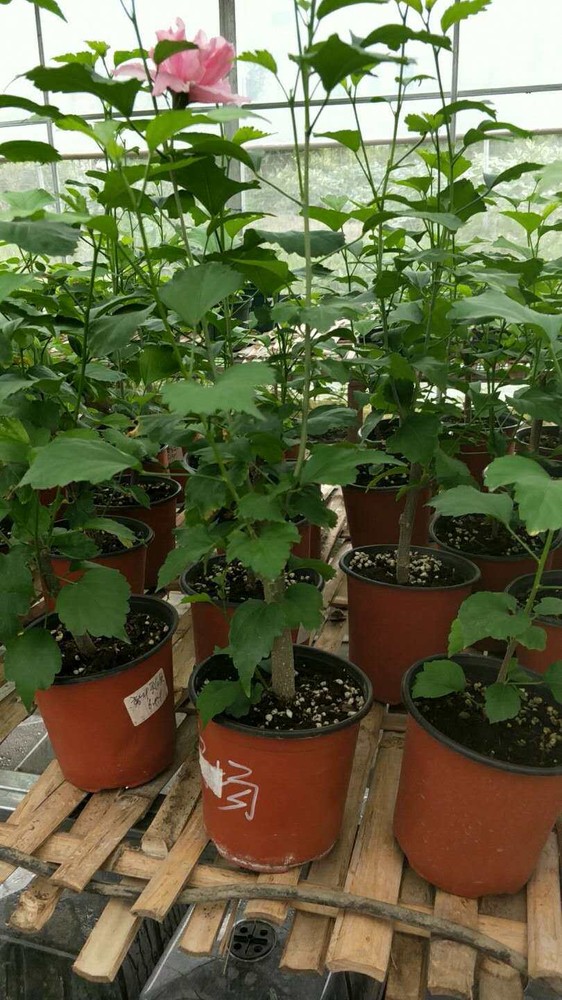 木槿粉色花苗大木盆栽大苗阳台庭院花卉