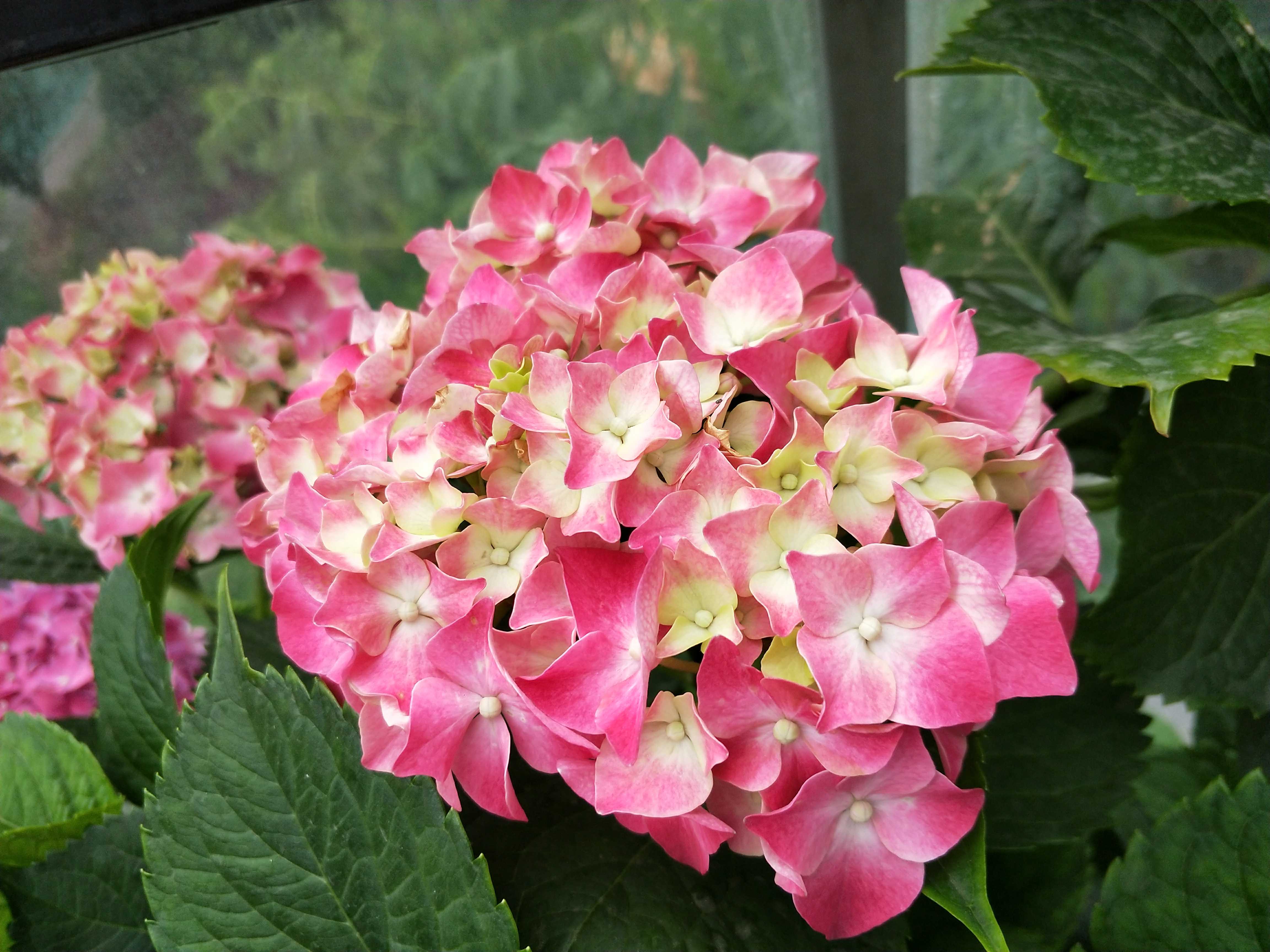 绣球八仙仙花玫红妈妈无尽夏耐寒耐阴阳阳台花卉