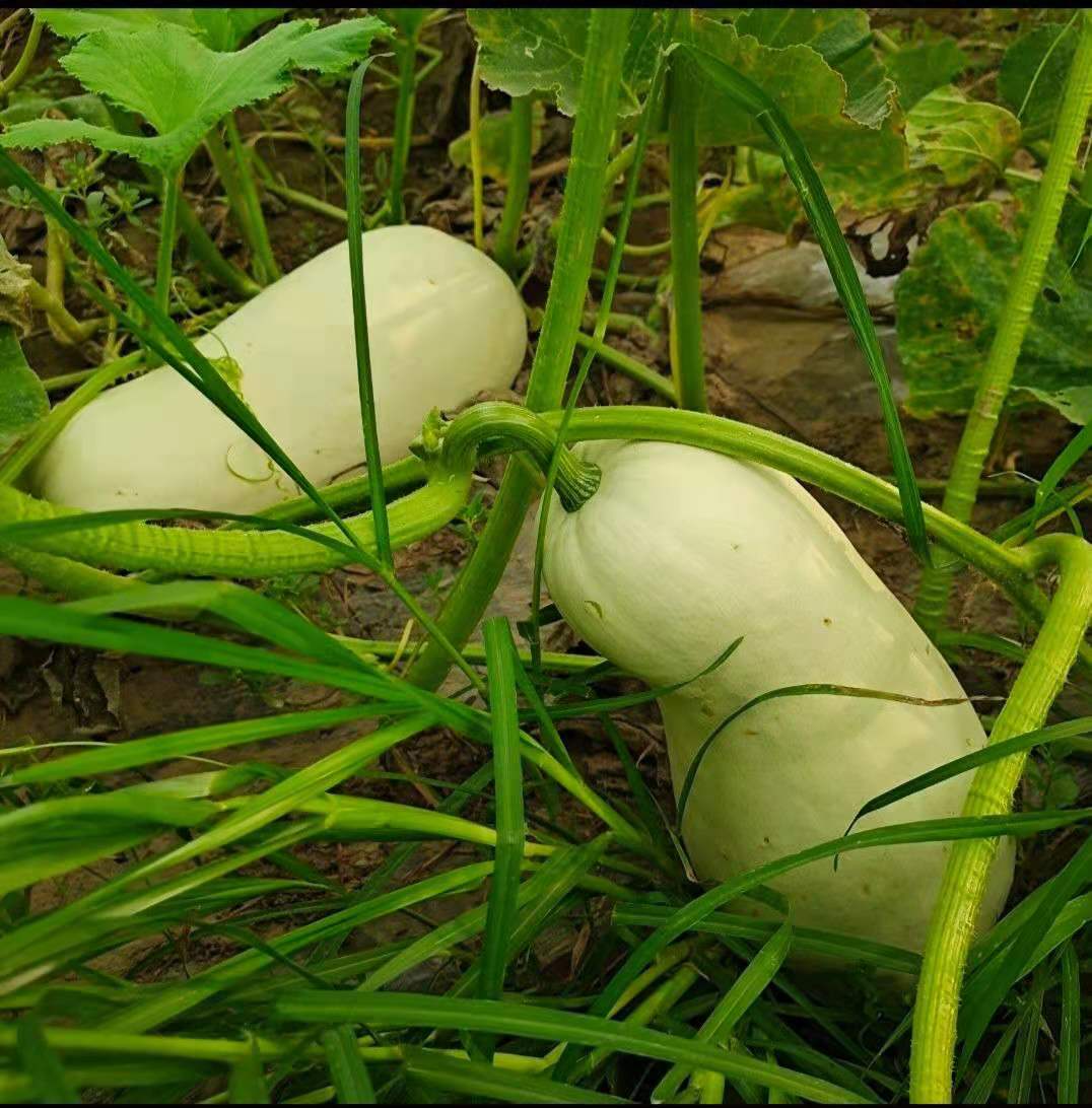 蔬菜南瓜白南瓜吊瓜包子干瓜笋瓜北瓜时令白玉南瓜