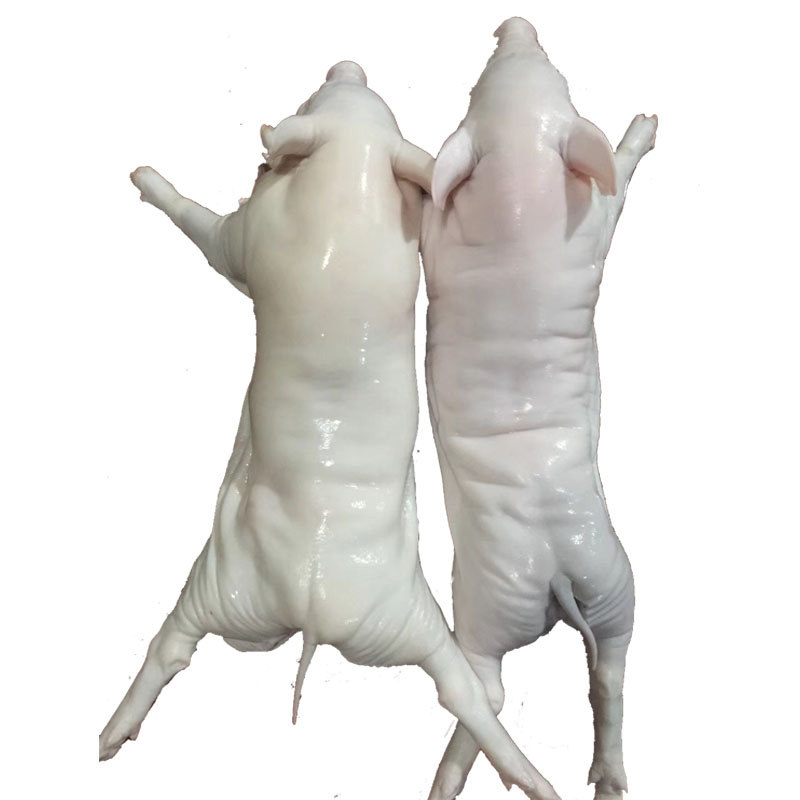 乳猪新鲜现杀530斤生冻全猪奶猪生鲜烧腊酒店其它