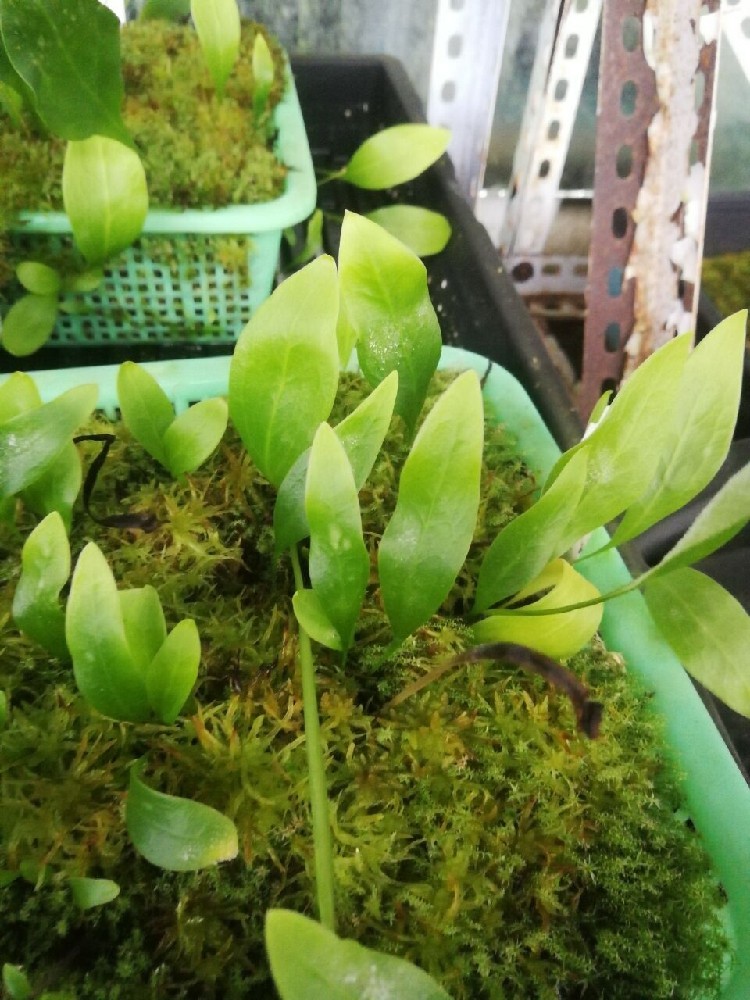 食虫植物高山狸藻附生utriculariaalpina高级稀有绿植