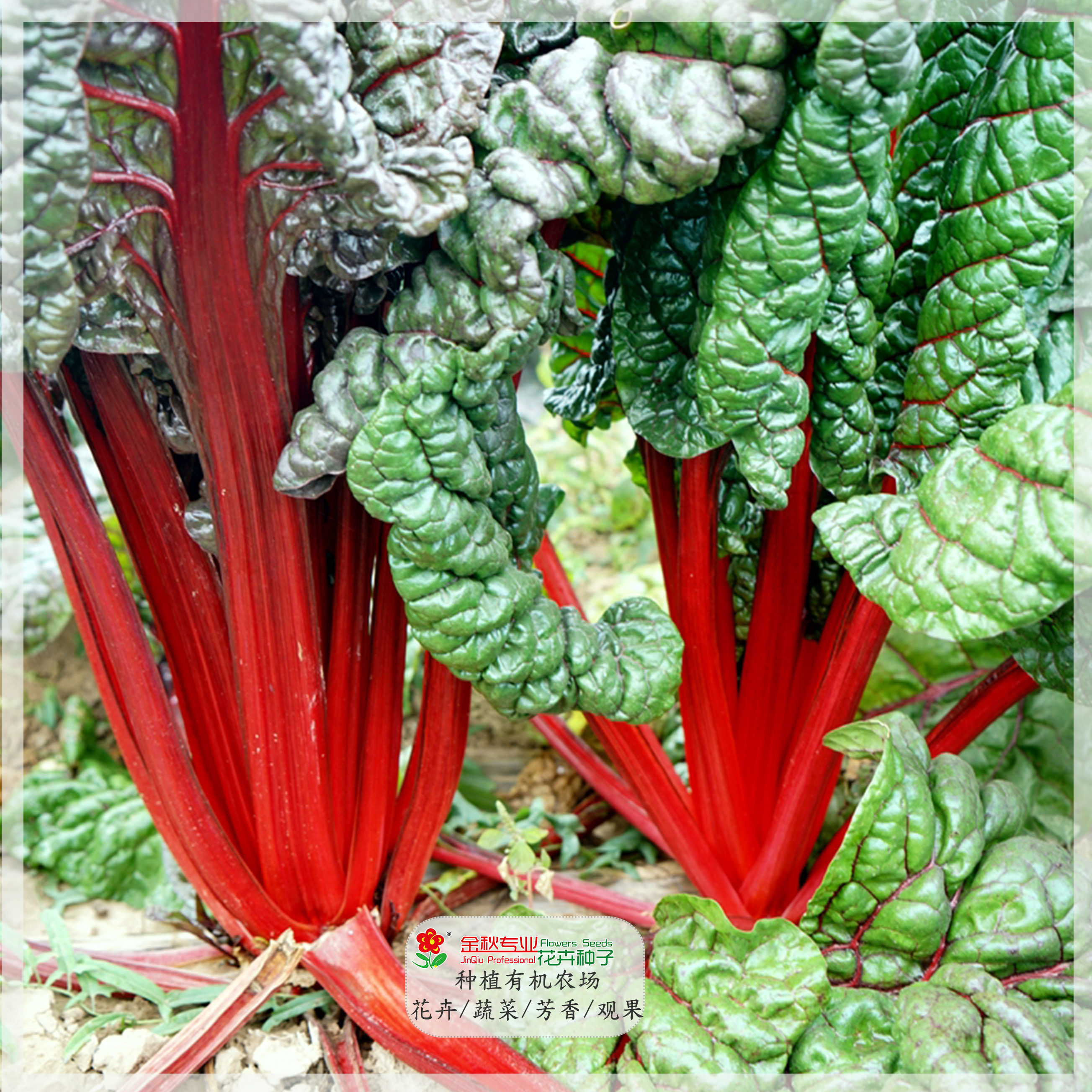 种子红炳藜菜宿根观叶品种品种甜菜家庭园艺种子