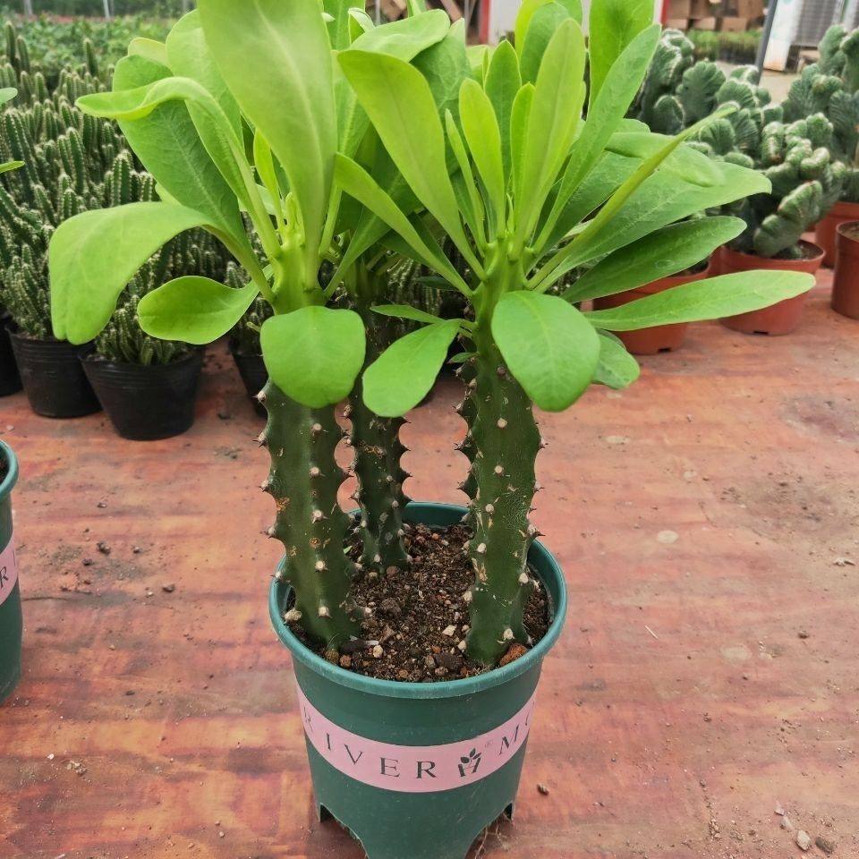 新品巴西龙骨室内观赏绿植花卉鲜花盆栽仙人多肉植物