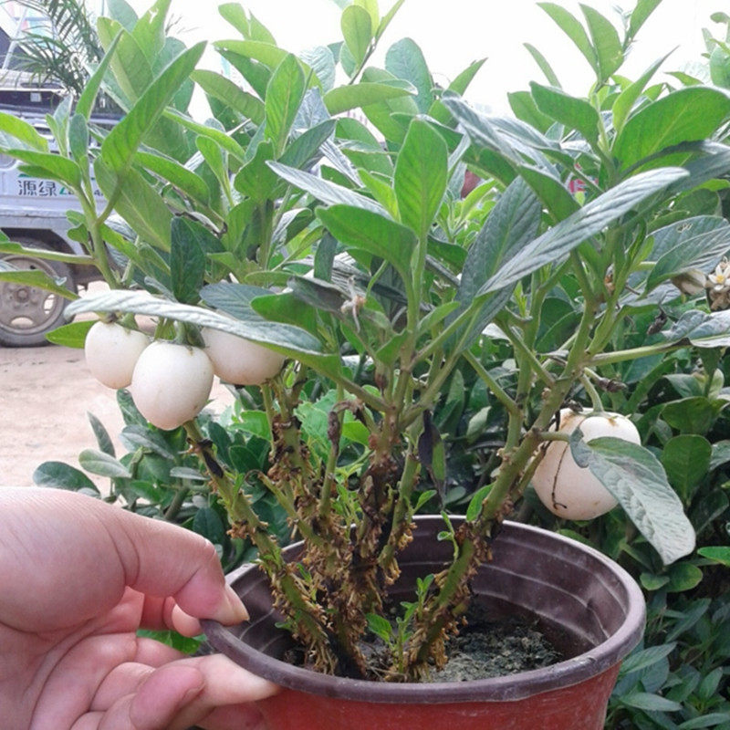 人参果盆栽地栽四季结果树苗当年果苗茄瓜人心绿植