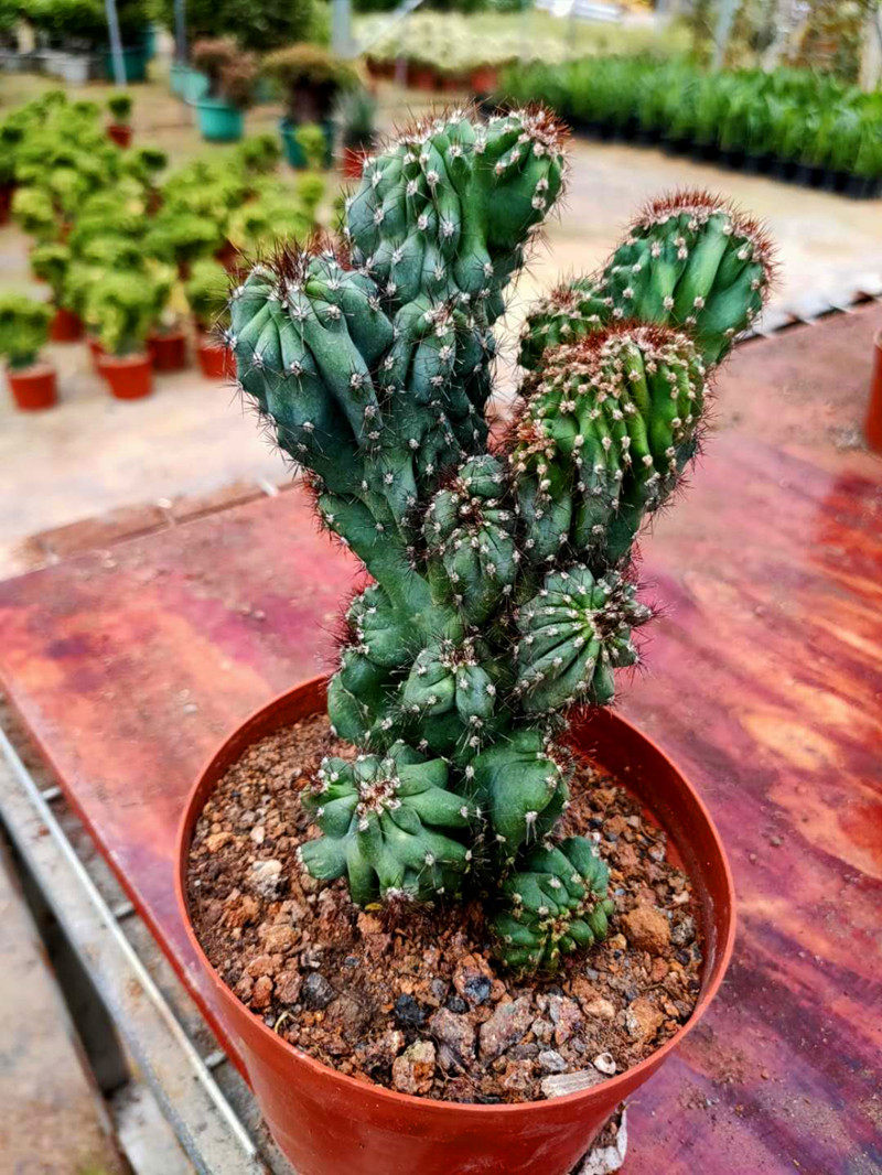 虎头山影仙人山罗汉仙人掌类沙生多肉植物盆栽花卉多肉植物