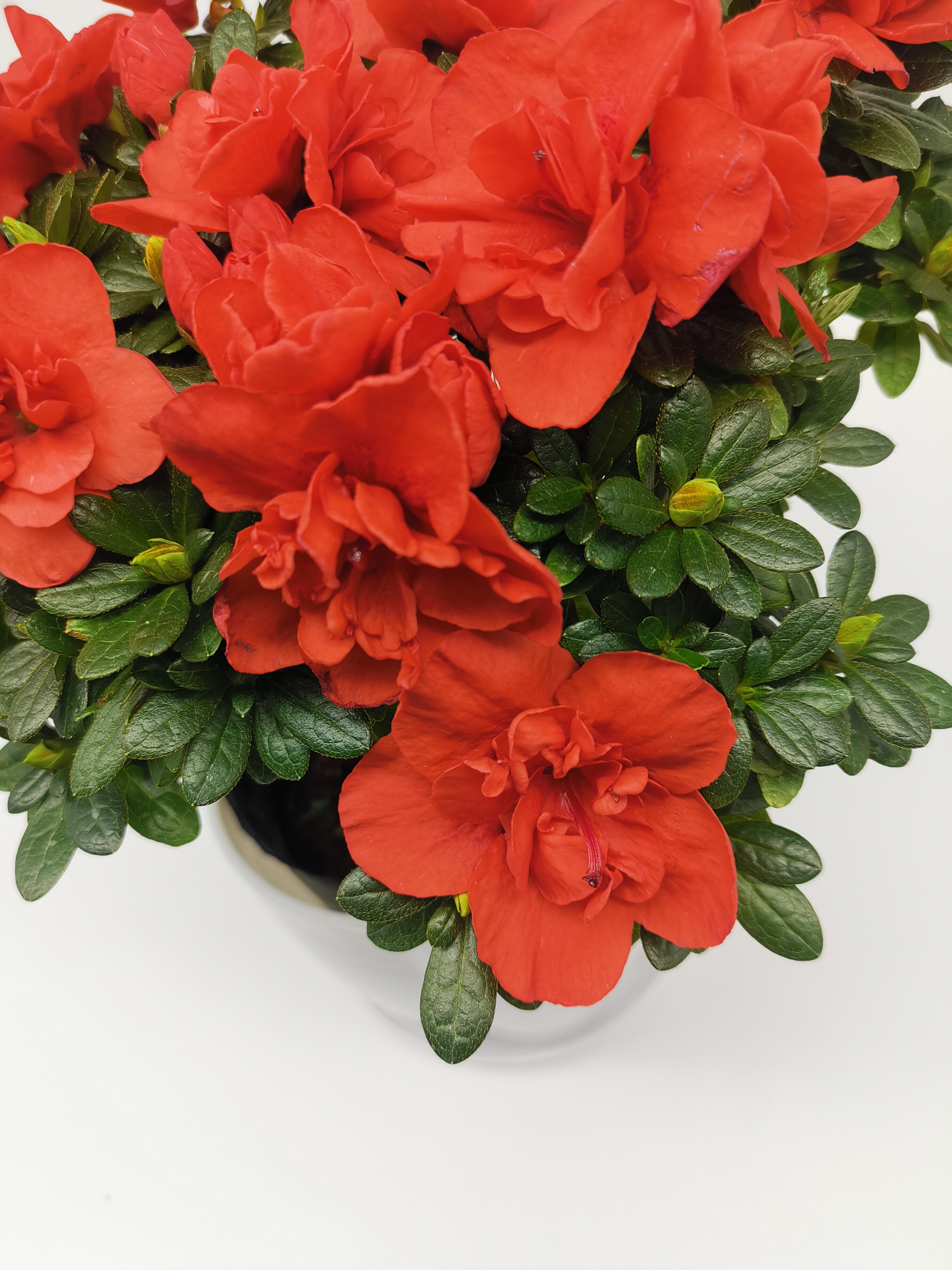 国旗红杜鹃杜鹃花花苞真正一样颜色重瓣大花型品种时令草本花卉