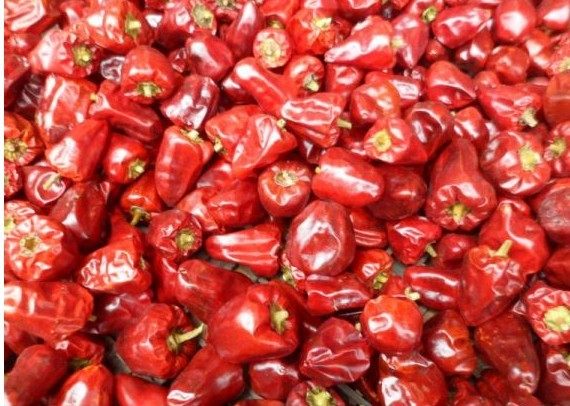 新疆灯笼500克包邮朝天鸡心椒圆疙瘩椒辣皮子辣椒类调料