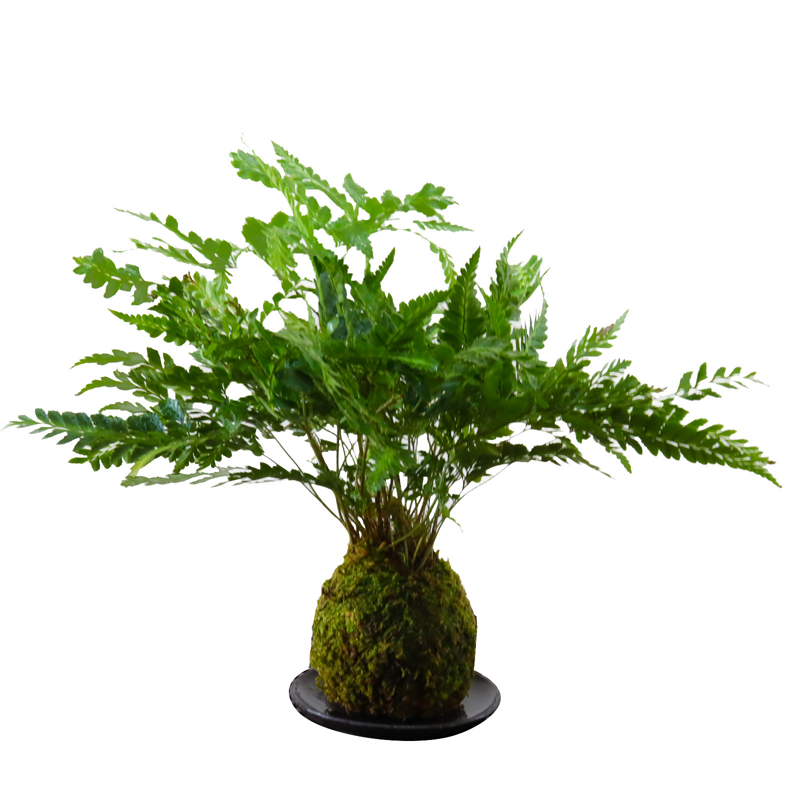 冬青网红ins室内观叶蕨类植物陶瓷盆栽喜阴养活绿植