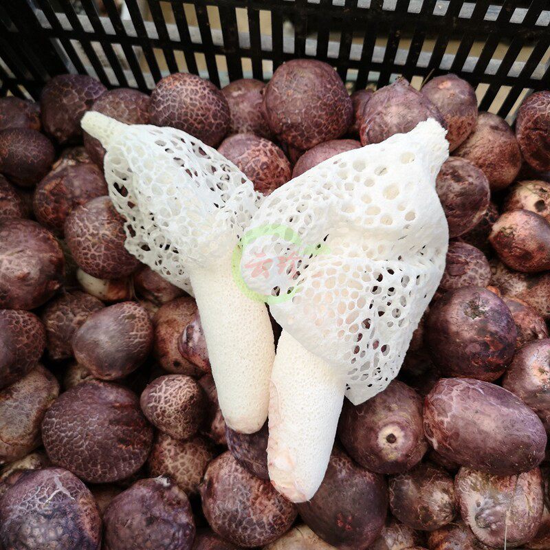 竹荪菌 新鲜竹荪花500g非干货无硫 贵州织金鲜竹笙红托竹荪肉质厚