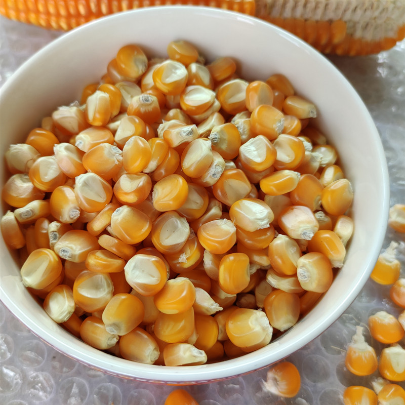 传统农家包谷子可留种贵州种子自留玉米粒转基因玉米玉米