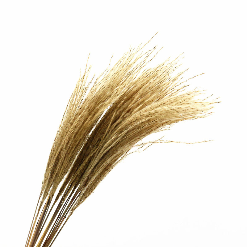 拂尘花小芦苇供佛文艺唯美家装家饰干花野生干花