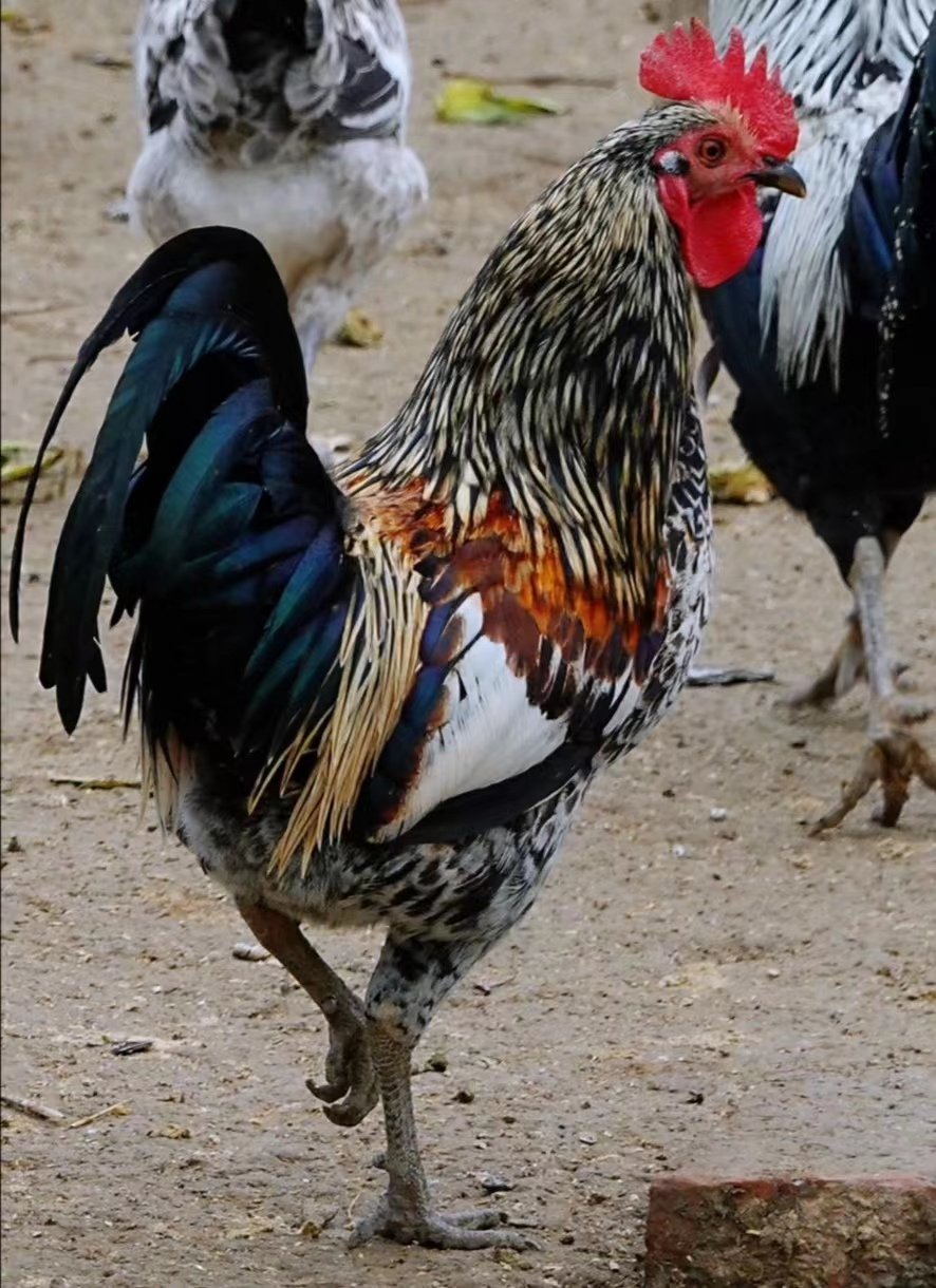 鹊山山鸡种蛋受精蛋可孵化生态养殖散养宠物鸡蛋