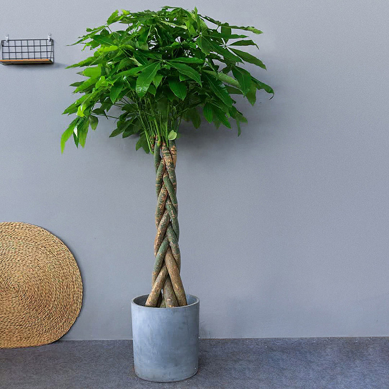 辫子发财树盆栽包邮麻花盆景绿植常用室内甲醛大型绿植
