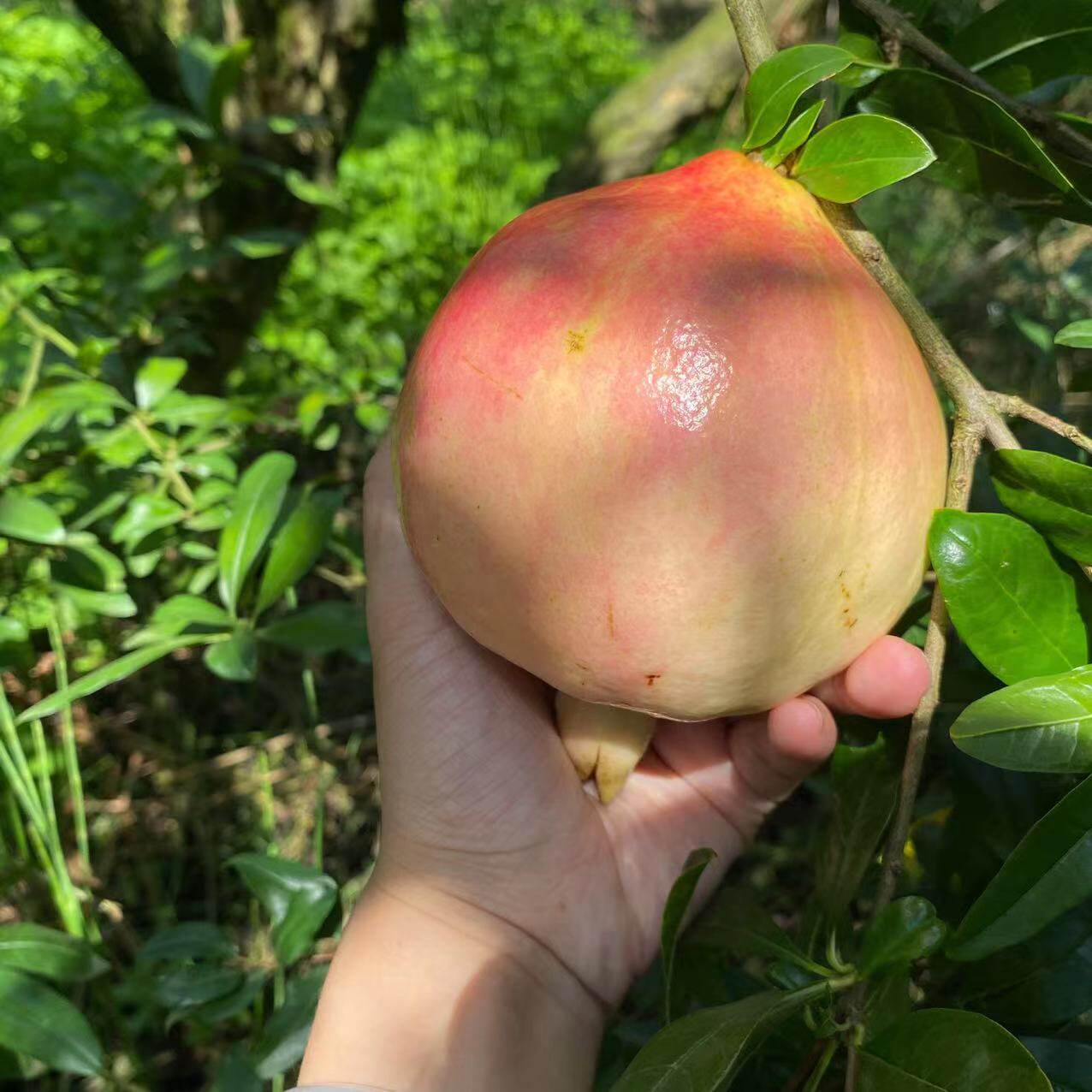 石榴云南产地箱包整箱当季地直孕妇水果蒙自石榴