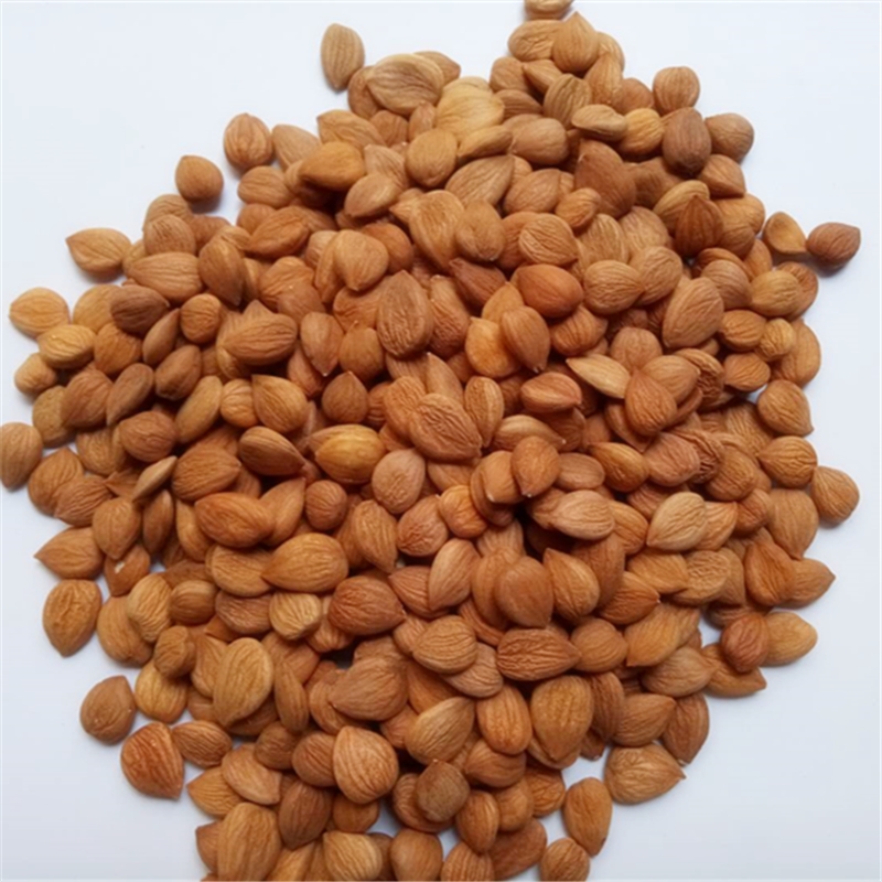 南杏仁原味甜杏仁南北杏生杏仁大粒南杏煲汤料中药材250g两份包邮