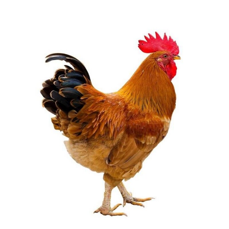 公鸡2只正宗皖南农村散养土鸡未打鸣童子鸡整鸡