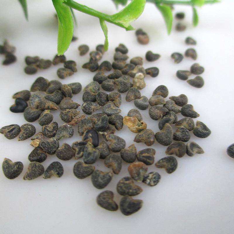 冬葵子5斤包邮冬苋菜子苘麻子冬葵籽500g克中草药材