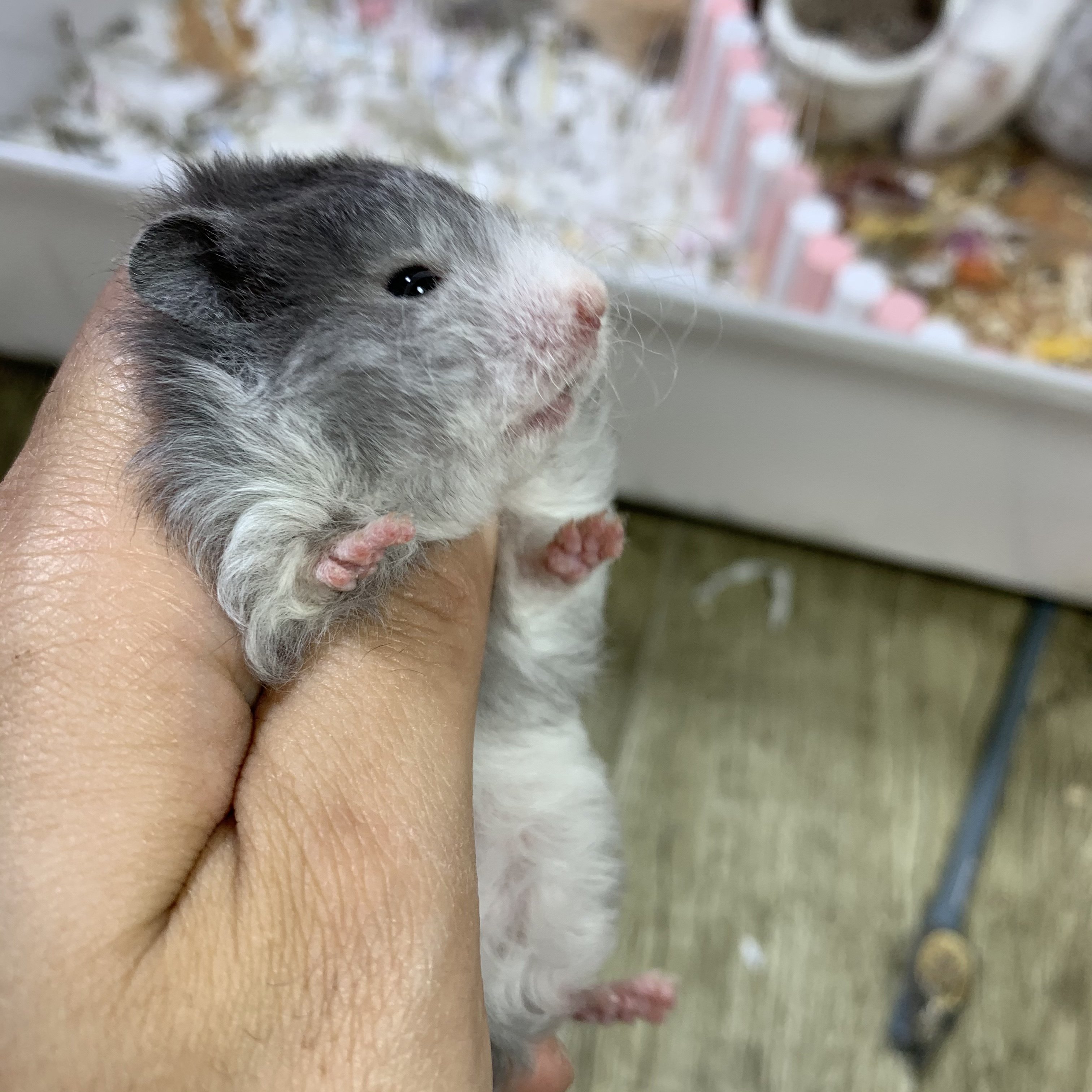 卷毛波利金丝熊家养咬人可爱上手养活巨型西施仓鼠