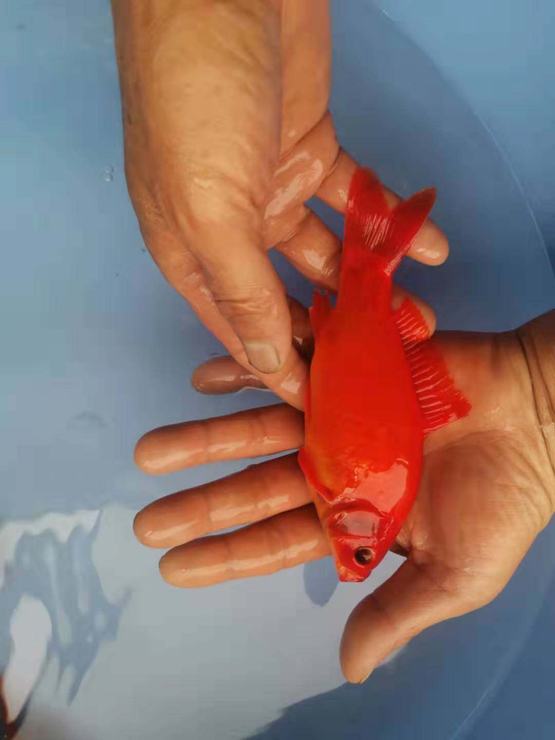 观赏鱼冷水血鹦鹉发财鱼葡萄眼黑眼草金好养金鱼红草金风水鱼活体