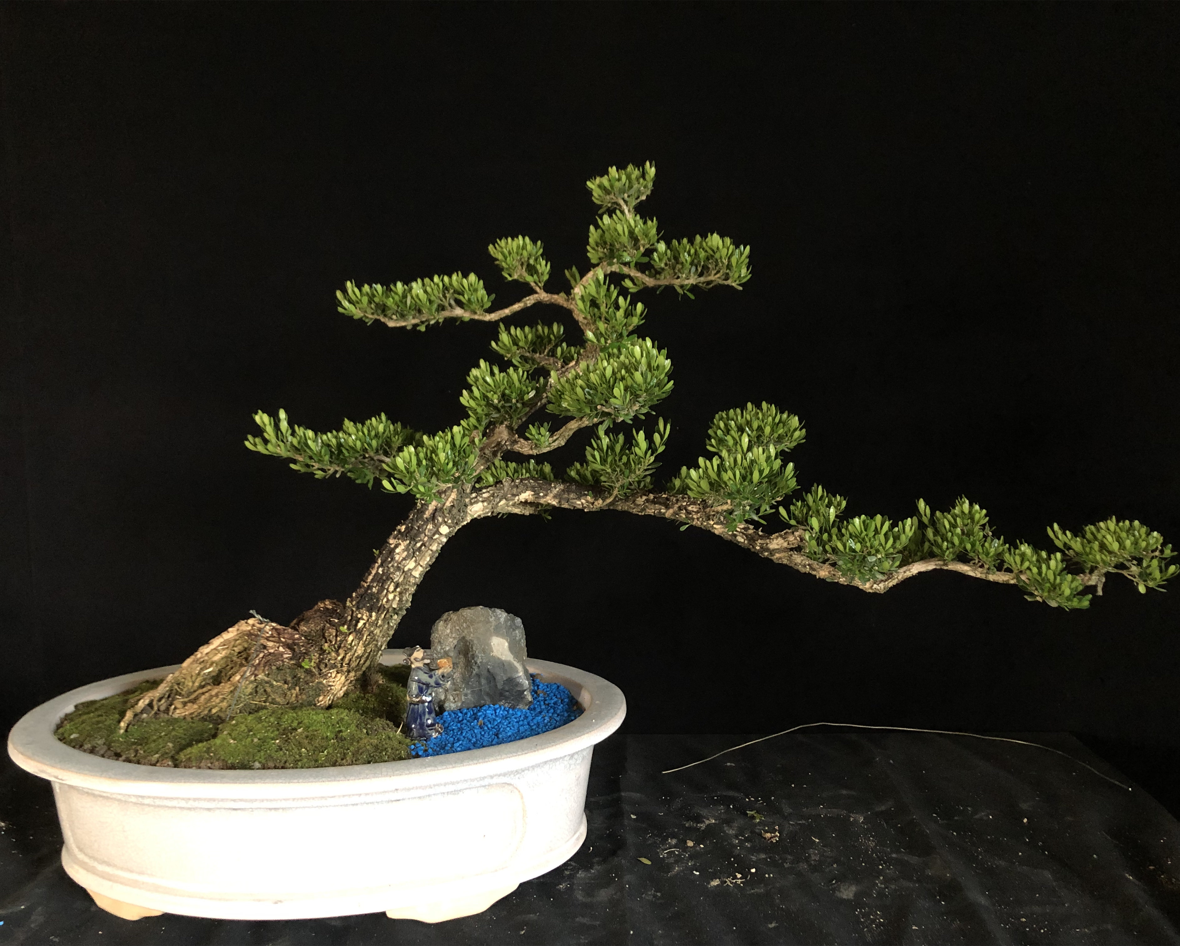 黄杨雀舌皱皮小叶高档造型名贵盆景树苗石柳苗绿植