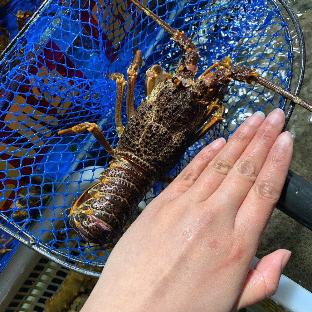 南非龙虾上海45两500g小澳龙南非闪送龙仔鲜活活虾