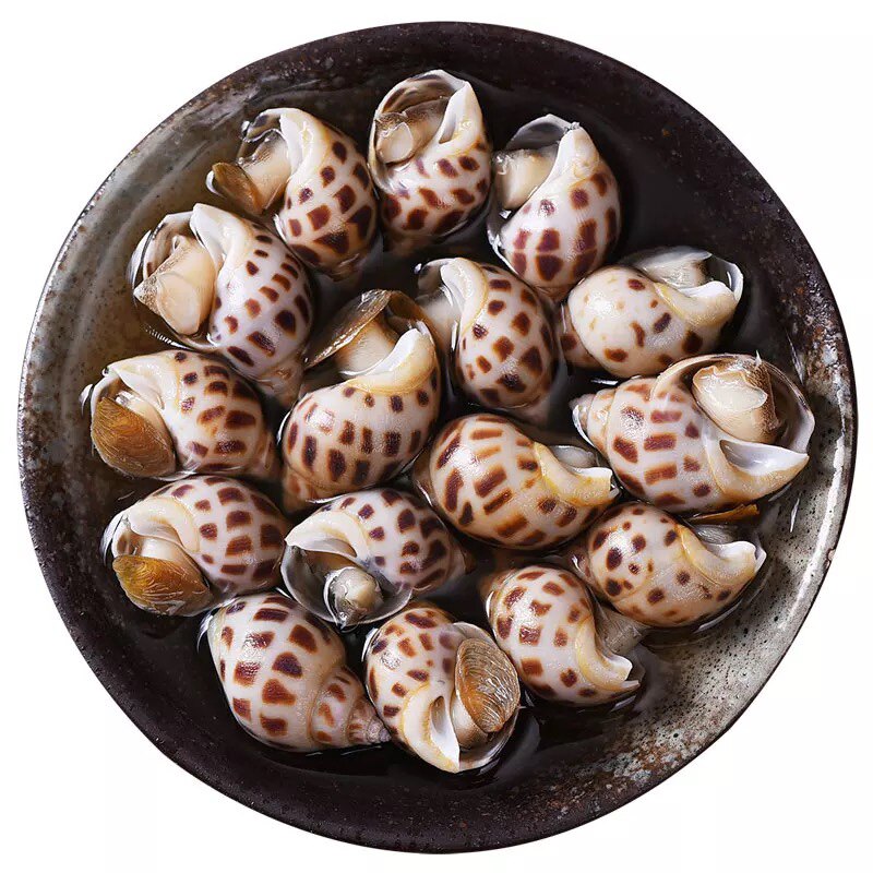 海花鲜活海鲜水产深海捕捞超大海螺贝类青岛贝类制品