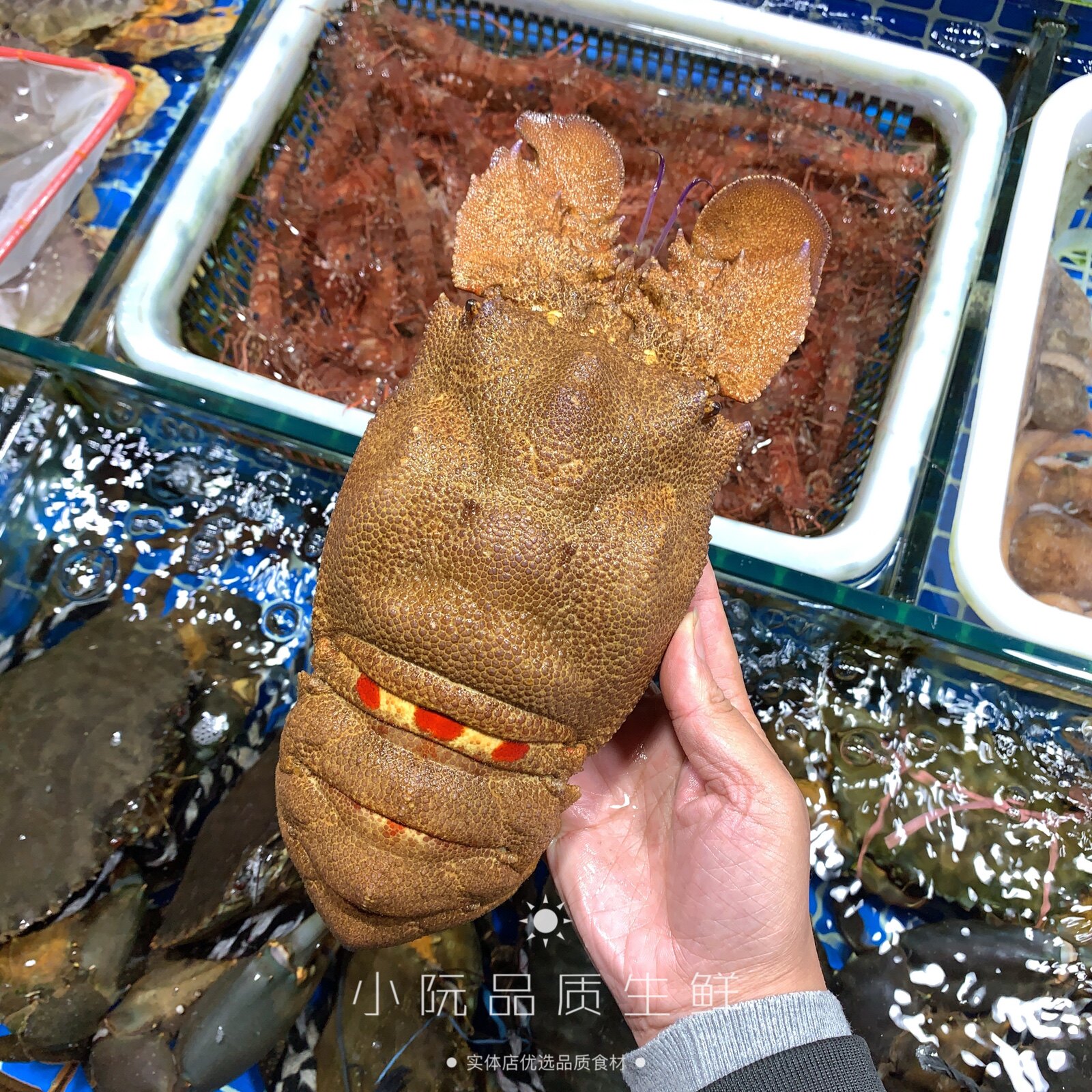 鲜活缅甸琵琶九齿扇犀牛虾皮皮皮虾濑尿椒盐虾姑活虾