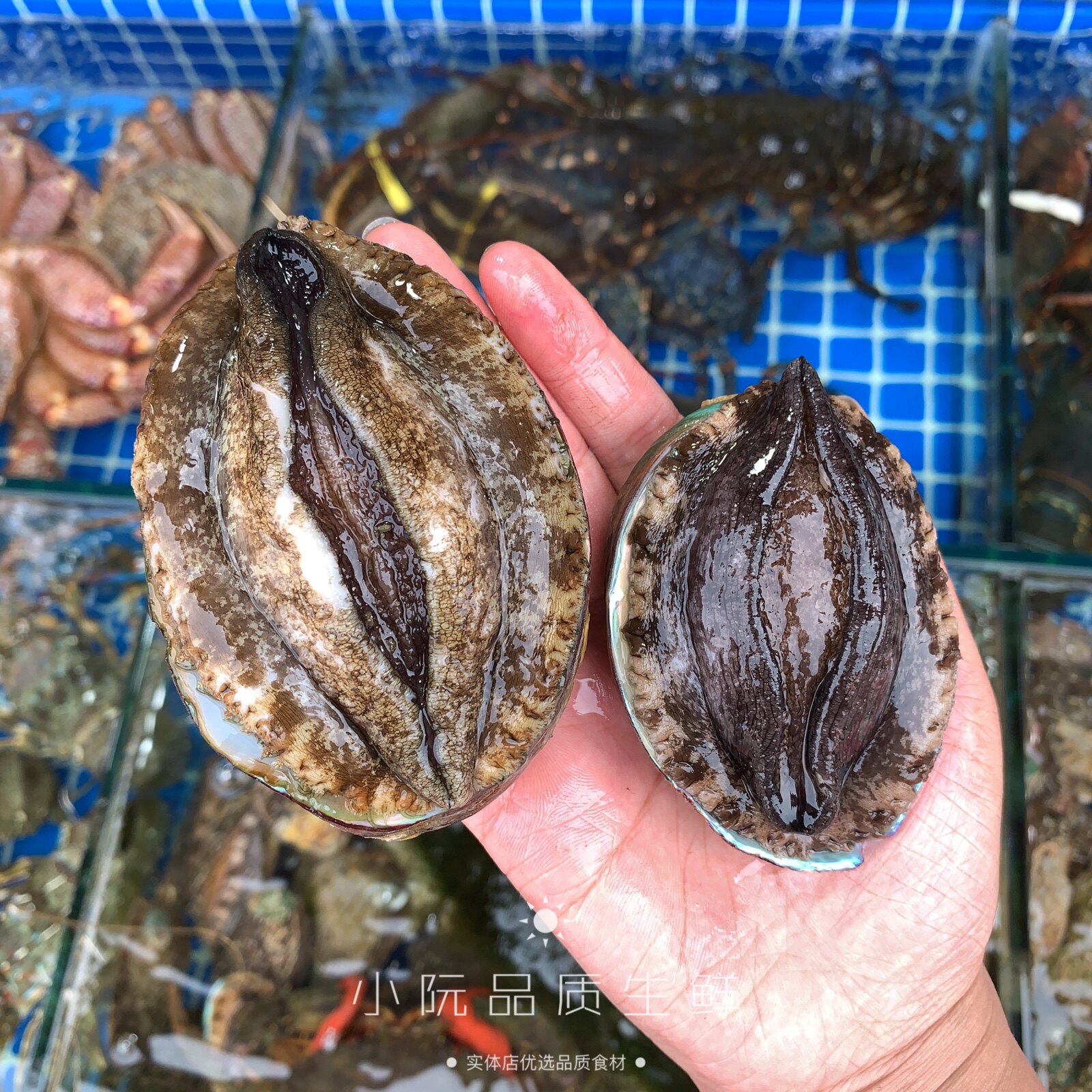 鲍鱼鲜活4头海鲜水产贝类超大九孔4个一斤鲍鱼