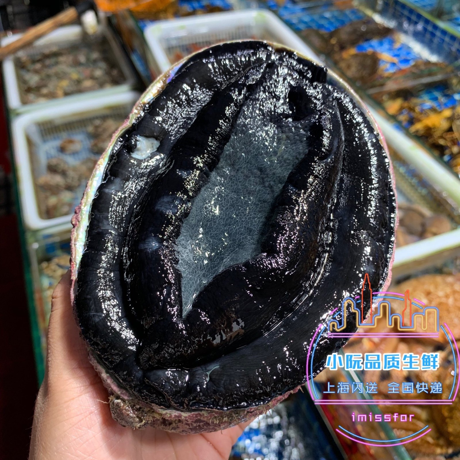 鲜活进口新西兰黑金鲍刺新鲜活深海超大鲍鱼一斤鲍鱼