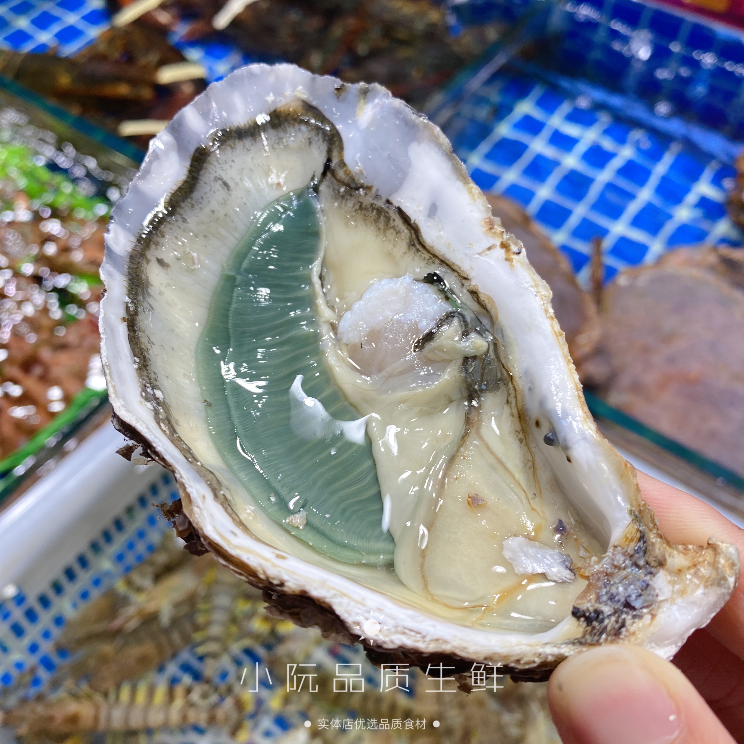 生蚝法国翡翠n1n2海鲜吉拉多生蚝非吉娜娜朵生蚝