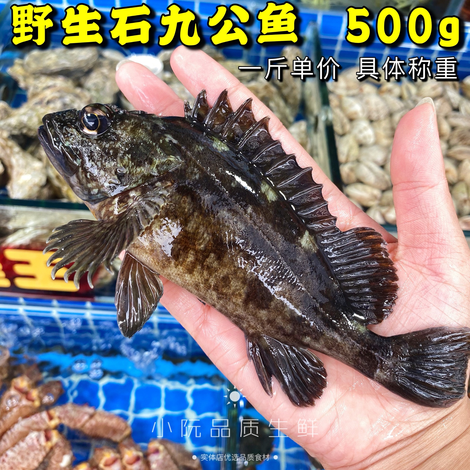 野生新货石九公东海老虎虎鱼新鲜虎头海鲜深海其它