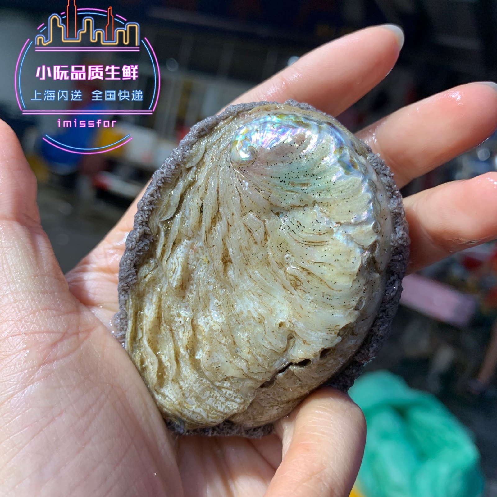 南非珍珠鲍鱼进口特产野生海鲜鲜活500g顺丰鲍鱼