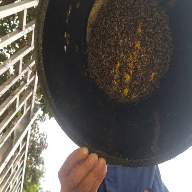 诱蜂桶黑色塑料桶去味旧招蜂水桶野外捕蜜蜂养蜂桶引蜂箱中蜂蜂蜡