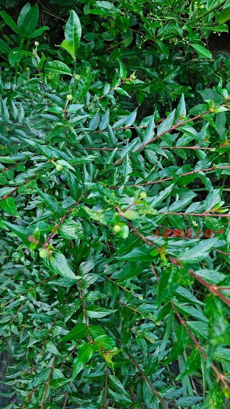 直播专拍盆栽绿植练手桩花盆花卉水杨杨梅老桩时令草本花卉