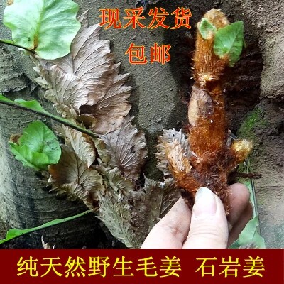 新鲜骨碎补毛姜爬岩姜巴岩姜猴姜申姜防脱生发骨折500克包邮