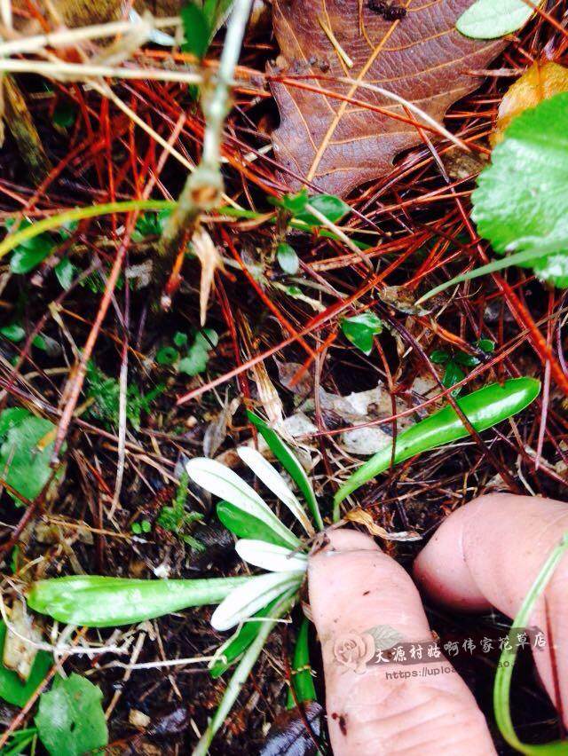 天青地白天青地白草野生天青地白翻白草上青下白小火草鼠曲草