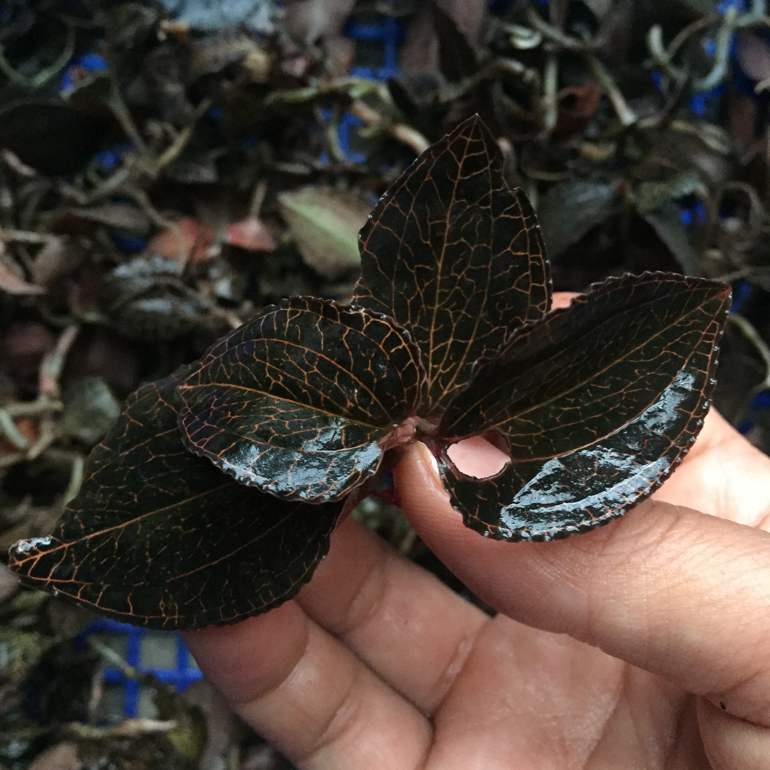 深山野生金线莲 鸟人参 新鲜晒干任选 中草药 福建南靖 顺丰包邮