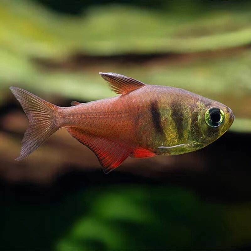 梦幻幻灯热带鱼观赏鱼活体红尾红衣鱼橘旗鱼鱼群鱼