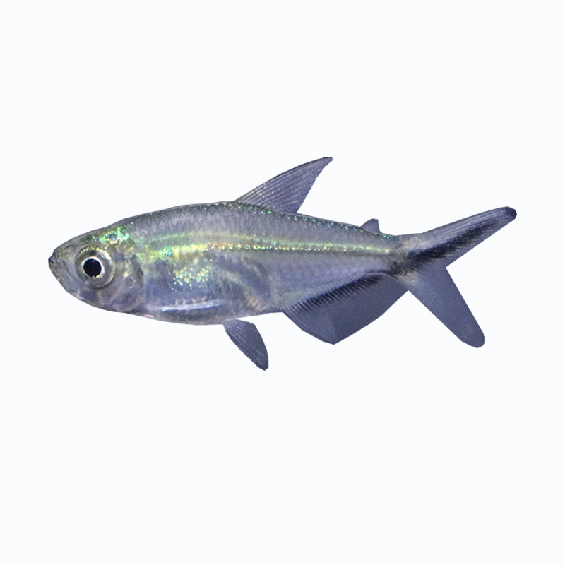 尾大勾黑尾扯旗灯科鱼草鱼群游好观赏淡水热带鱼鱼