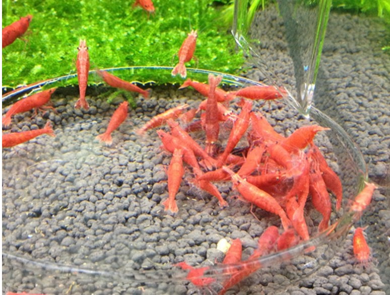 极火急火烤漆工具观赏虾草缸虾