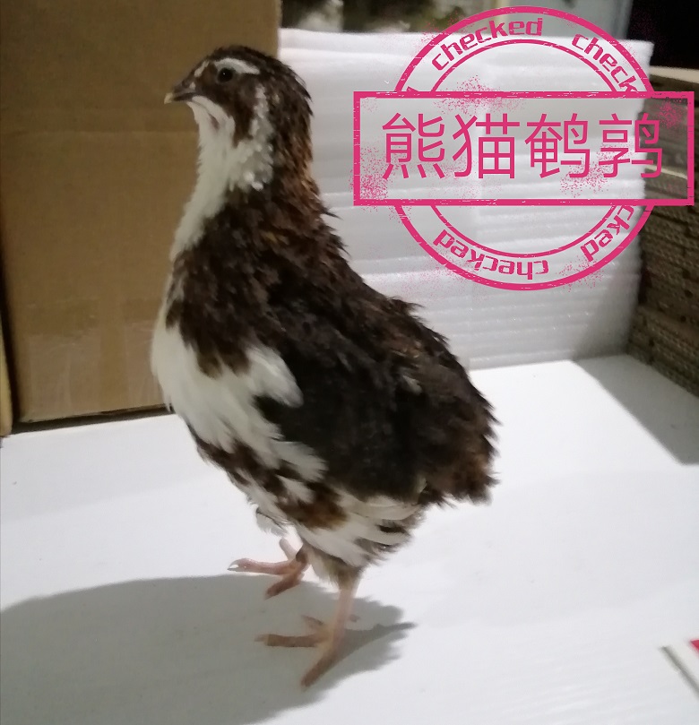 鹌鹑沙维包邮法国巨型麦脱白沙维种蛋受精鸟