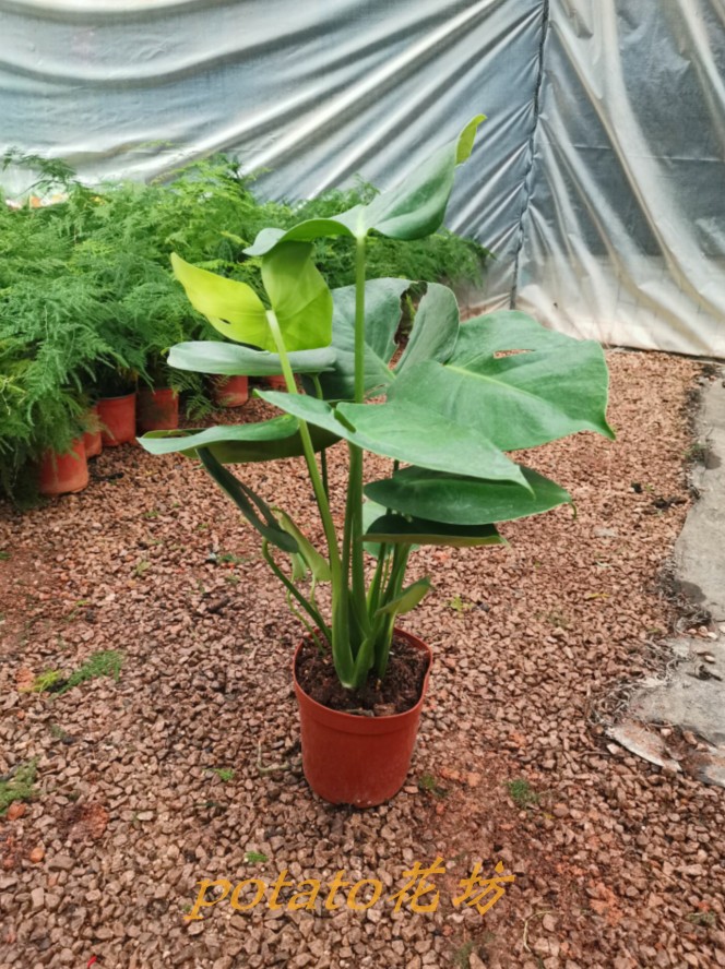 斗南土豆花坊龟背绿植盆栽云南昆明发货原盆绿植