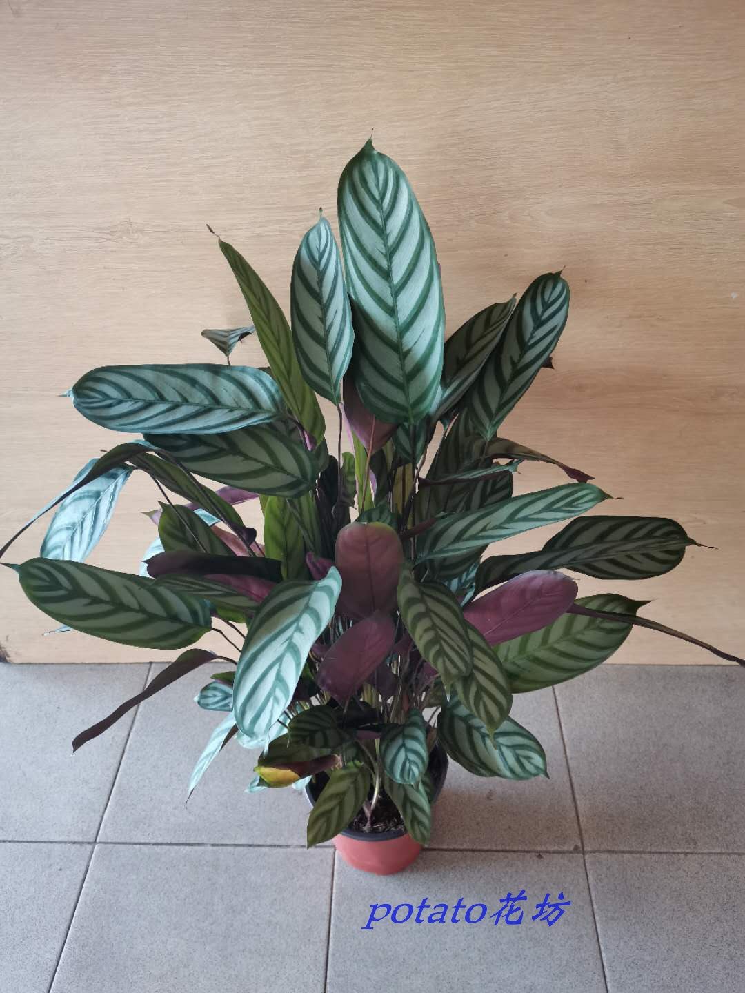 斗南土豆花坊飞羽竹芋绿植盆栽室内客厅卧室绿植