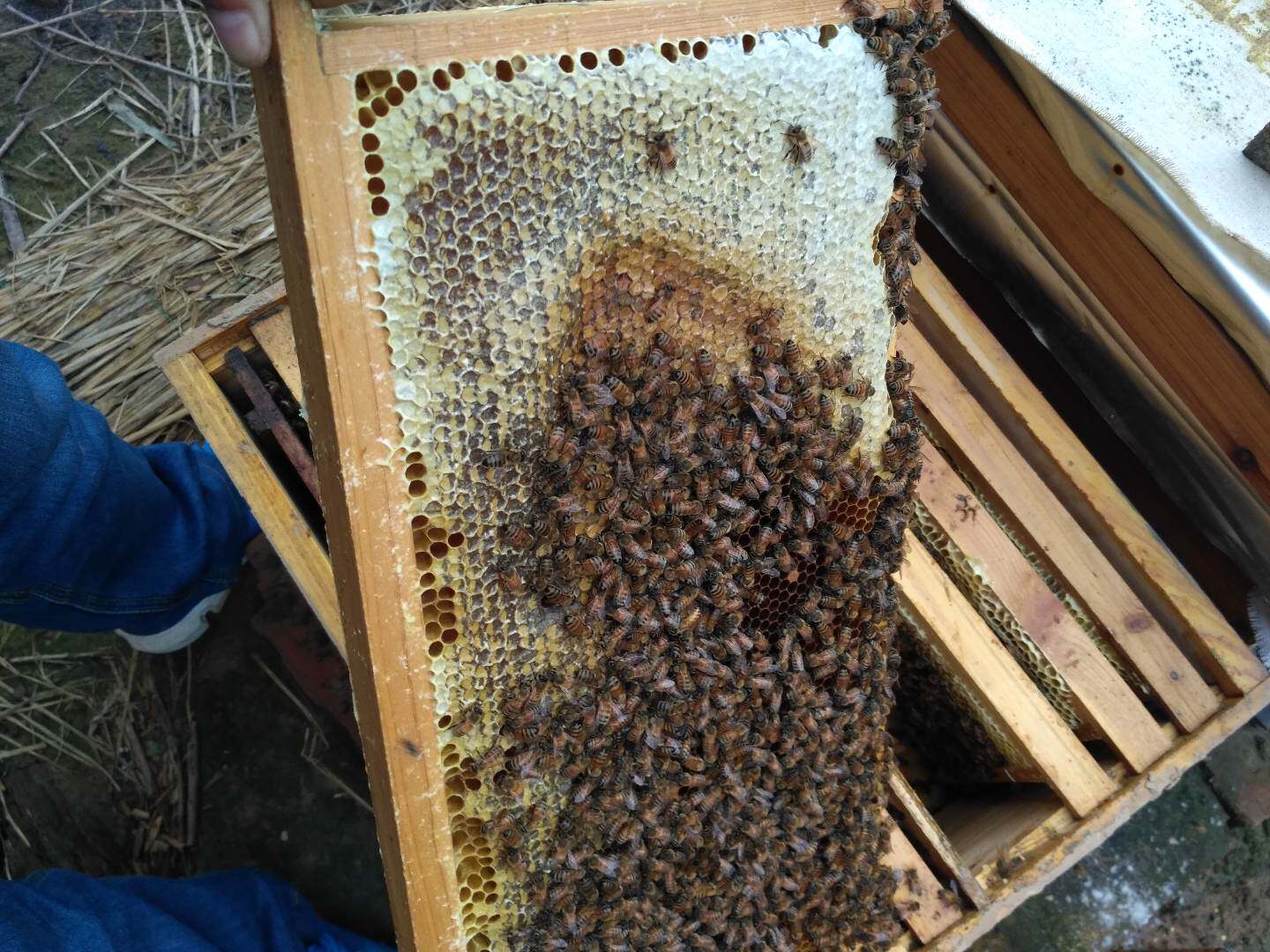 中蜜一号蜜蜂种王蜂王高产王抗螨蜂王产卵王现货包活包邮