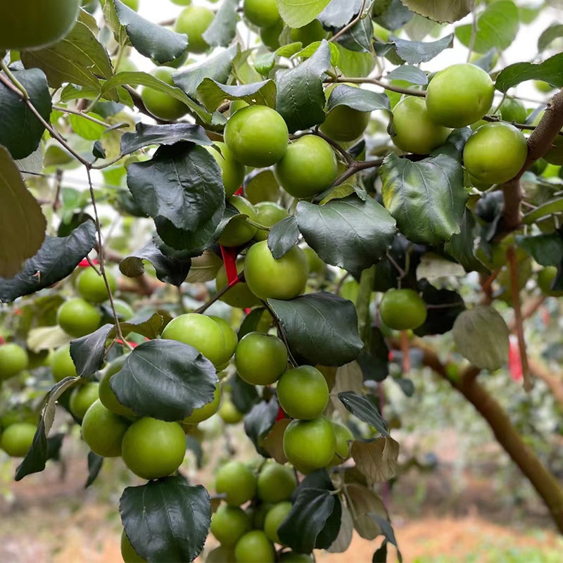 新鲜现摘现发云南苹果牛奶枣纯大青贵妃5斤枣