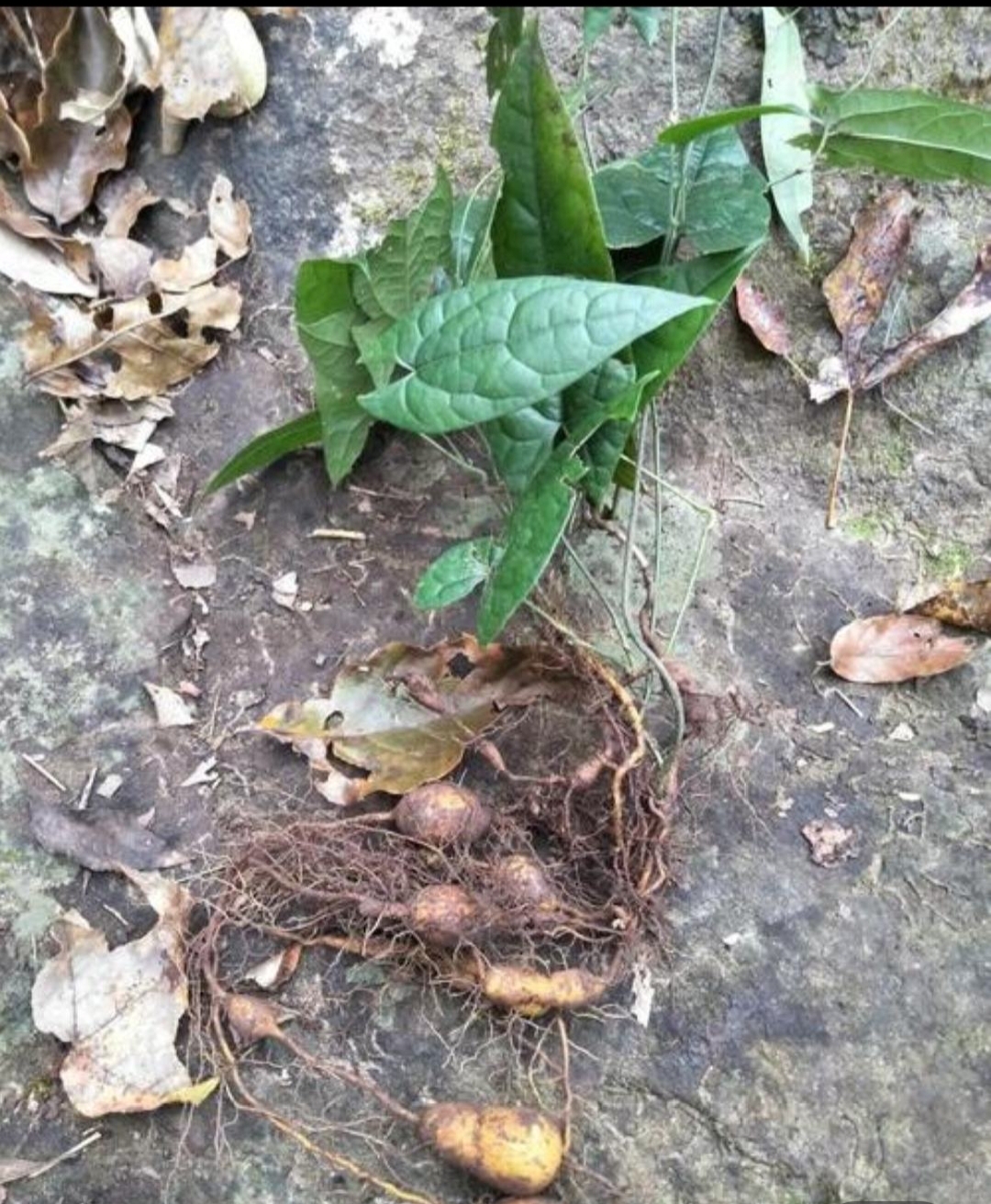 贵州中药材新鲜金果500克中草药苦胆九牛九龙龙胆山其他药食同源食品