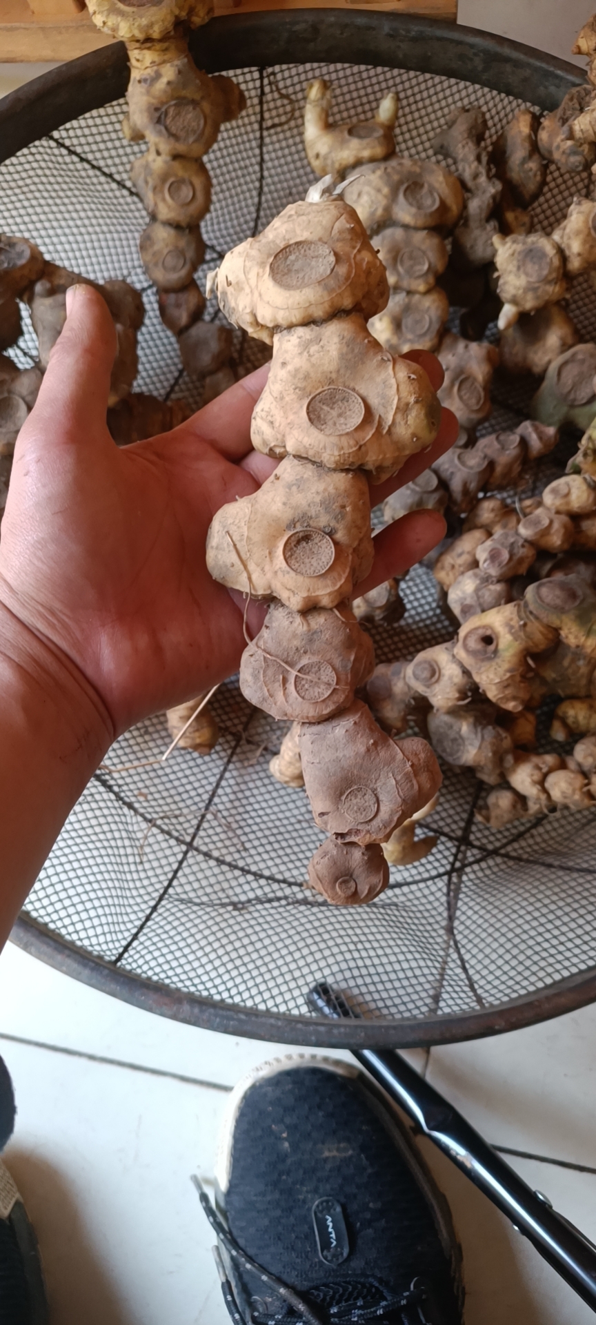 野生黄金500g鸡头姜形黄现挖黄精姜黄金老虎新鲜黄精