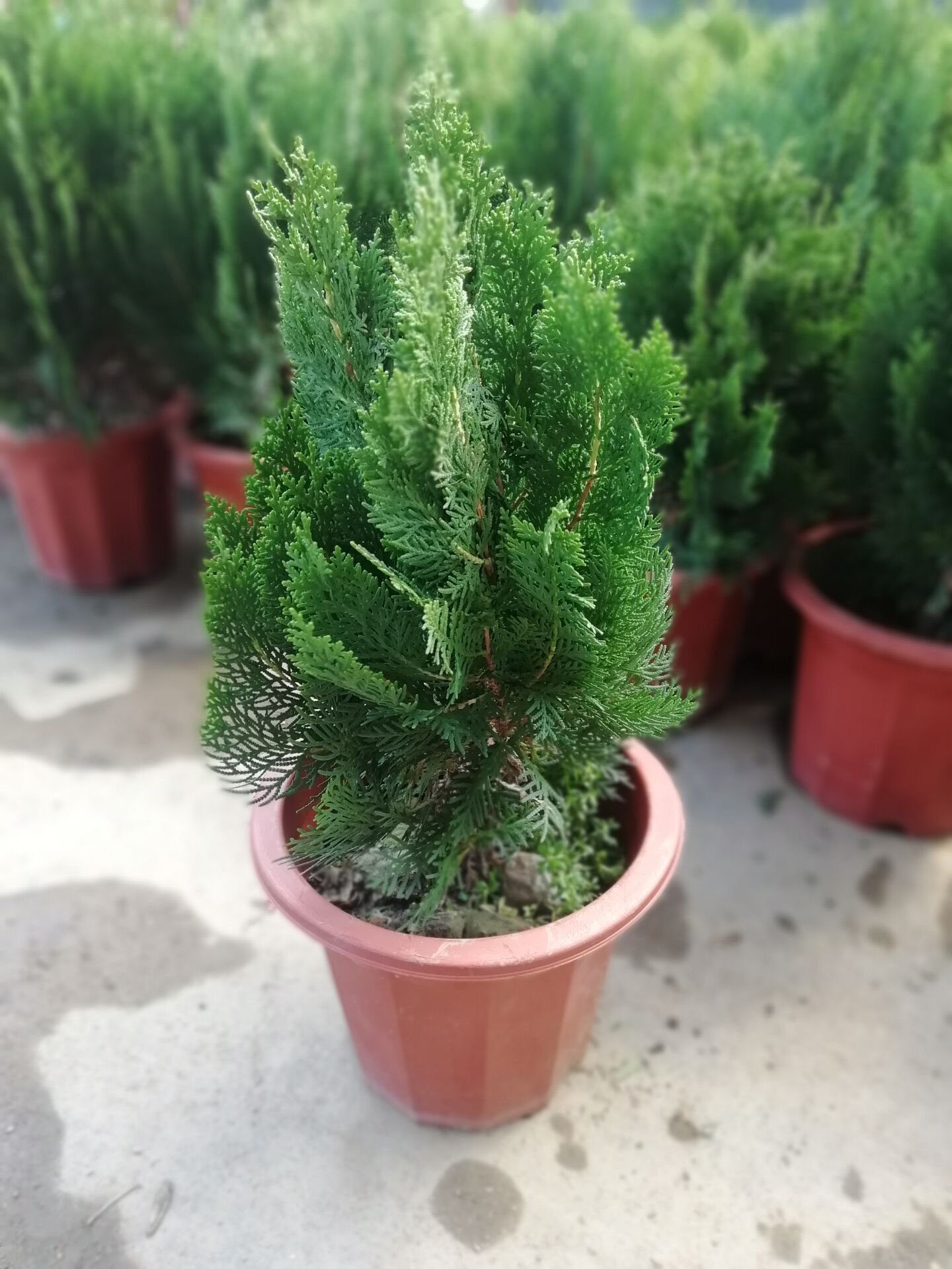 侧柏龙柏塔松树盆景绿植室内外阳台扁柏植物树苗绿植