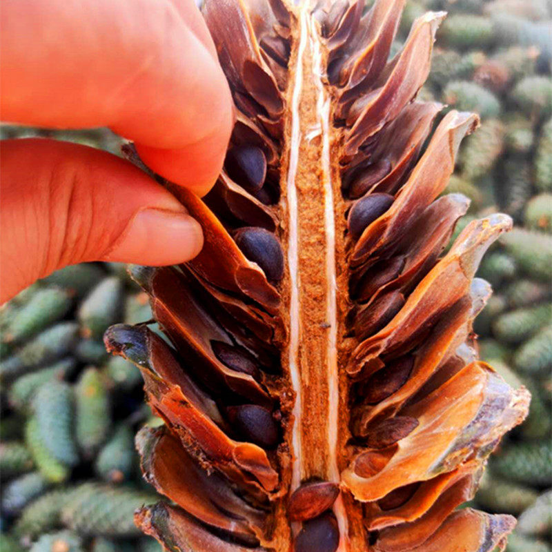 新鲜青果散装松子原味坚果手剥口粮松塔松鼠松子