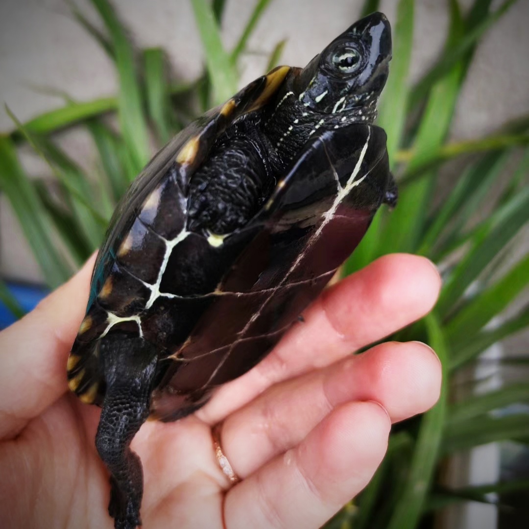 2018年腹墨龟苗中华草龟招财镇宅龟乌龟活体半墨龟